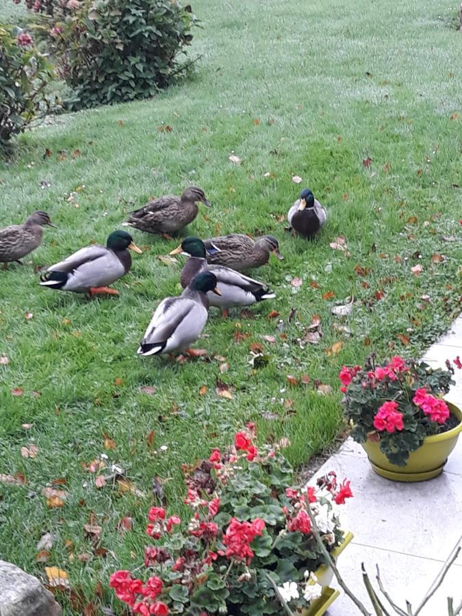 La Mare Aux Canards Sassetot-le-Mauconduit Εξωτερικό φωτογραφία